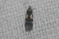 Teleiodes luculella