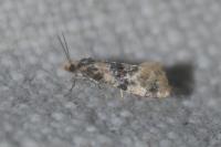 Cochylis nana