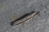 Pleurota bicostella