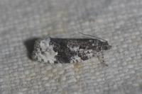 Apotomis turbidana
