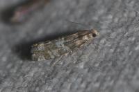 Epinotia tedella