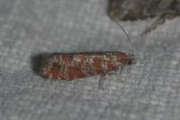 Rhyacionia pinivorana/miniatana
