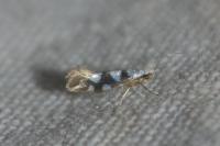 Argyresthia brockeella