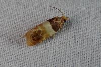 Epinotia festivana