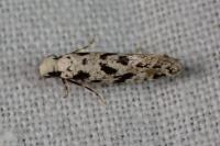 Nemapogon