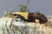 Oecophora bractella
