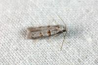 Symmocoides oxybiella