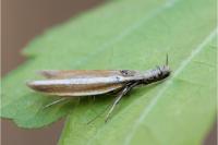 Pleurota aristella