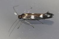 Scythris scopolella