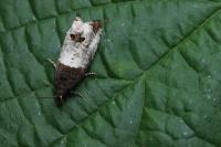 Notocelia roborana