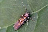 Pancalia leuwenhoekella