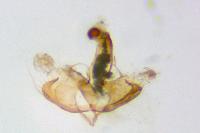 Coleophora mayrella