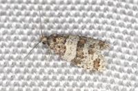 Isotrias rectifasciana