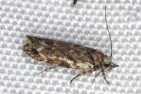 Psoricoptera gibbosella