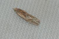 Eucosma cana