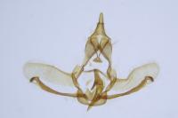 Cnephasia stephensiana