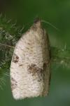 Lozotaenia forsterana