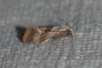 Falseuncaria