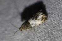 Notocelia rosaecolana