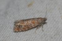 Rhyacionia pinivorana/miniatana