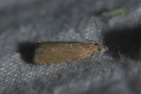 Dichrorampha