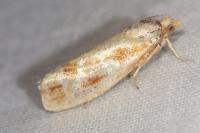 Rhyacionia