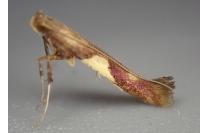 Caloptilia hauderi