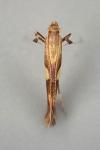 Caloptilia hauderi
