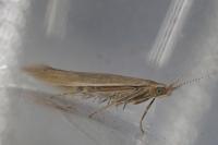 Coleophora caespititiella