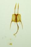 Coleophora caespititiella