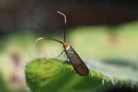 Nemophora cupriacella
