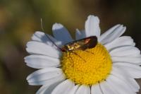 Nemophora cupriacella