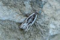 Ancylis apicella
