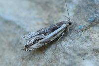 Ancylis apicella