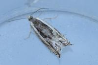 Ancylis apicella