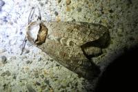 Cossus cossus