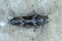 Neotelphusa sequax