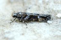 Neotelphusa sequax