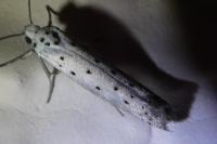 Yponomeuta