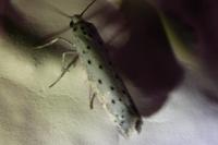 Yponomeuta