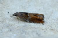 Epinotia tenerana
