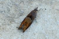 Epinotia tenerana