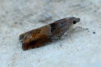 Epinotia tenerana
