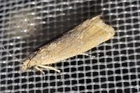 Dichrorampha