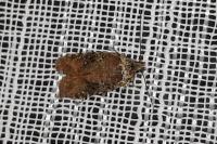 Agonopterix purpurea