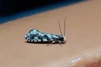 Nemapogon granellus