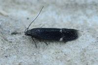 Aproaerema suecicella