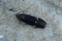 Aproaerema suecicella