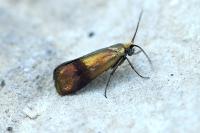 Nemophora prodigellus
