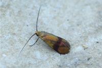 Nemophora prodigellus